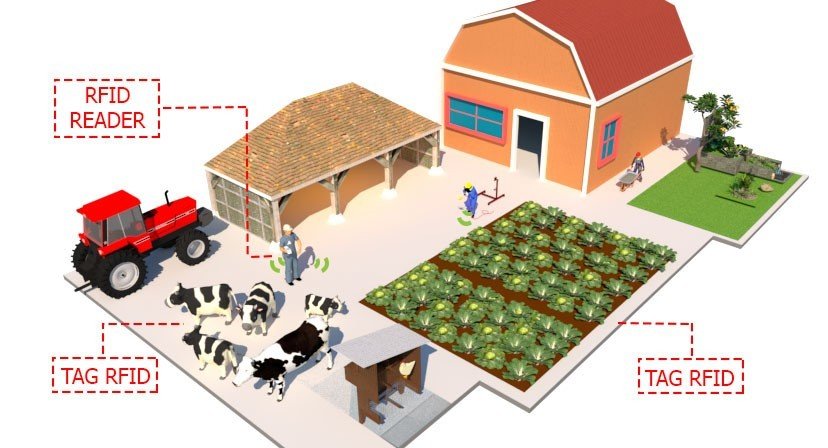 RFID Cho Chăn Nuôi Mô hình giải pháp RFID chăn nuôi