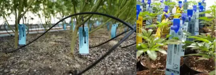 RFID TRONG NÔNG NGHIỆP: QUẢN LÝ CÂY TRỒNG VÀ GIA SÚC
