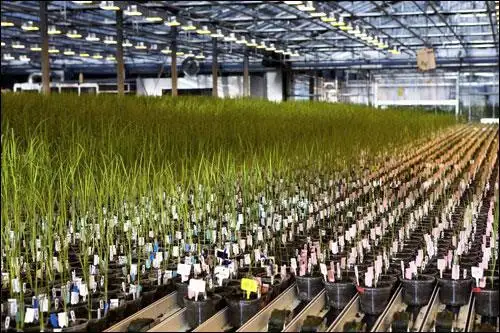 Ứng dụng tag RFID trong nông nghiệp